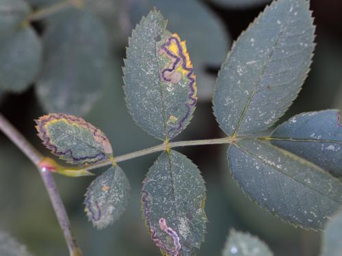 Réf. 312 807 : Stigmella sp.